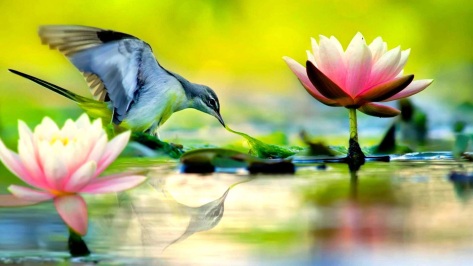 Small-cute-bird-and-lotus-flowers-wallpapers.jpg
